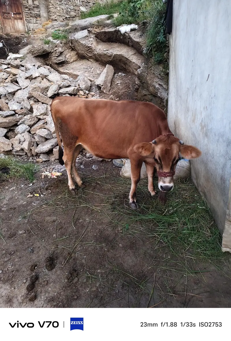 Pure imported jarsey — photo 4