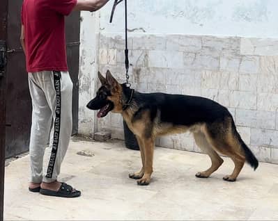 German shepherd