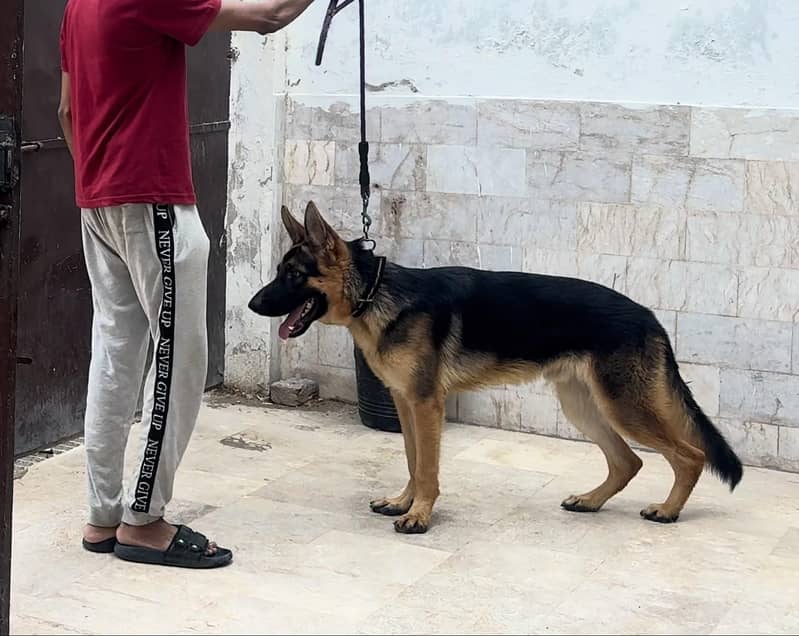 German shepherd 0