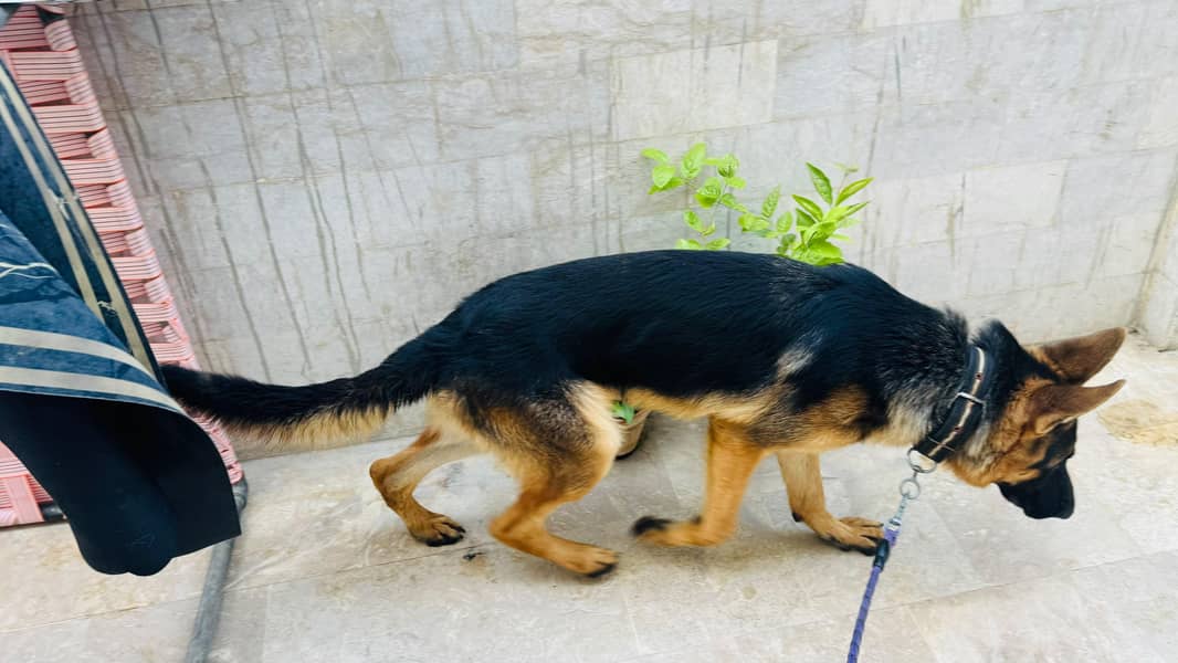 German shepherd 2