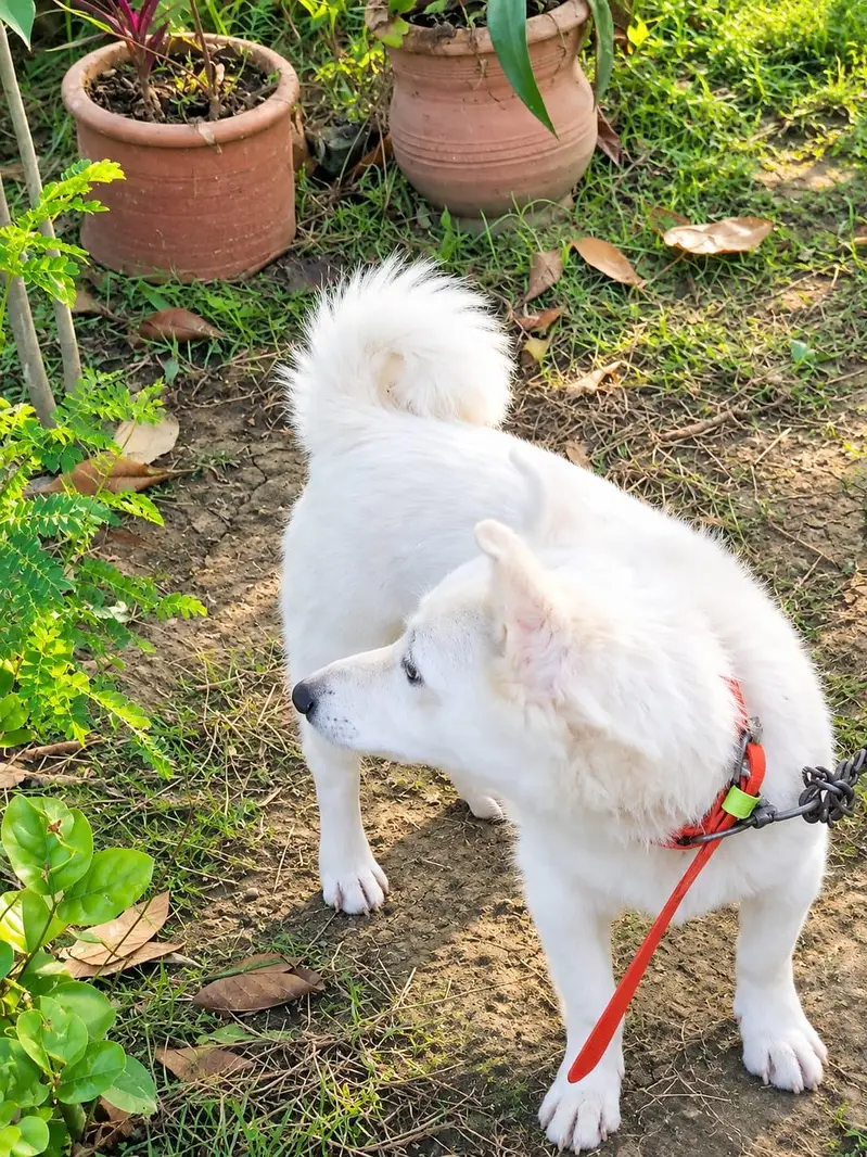 Russian Dog for sell. — photo 3