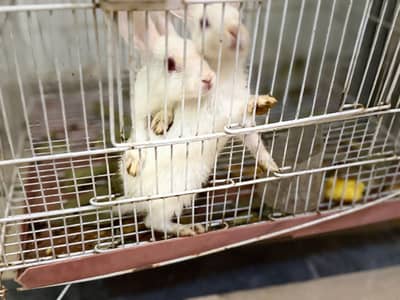White baby rabbits with large cage