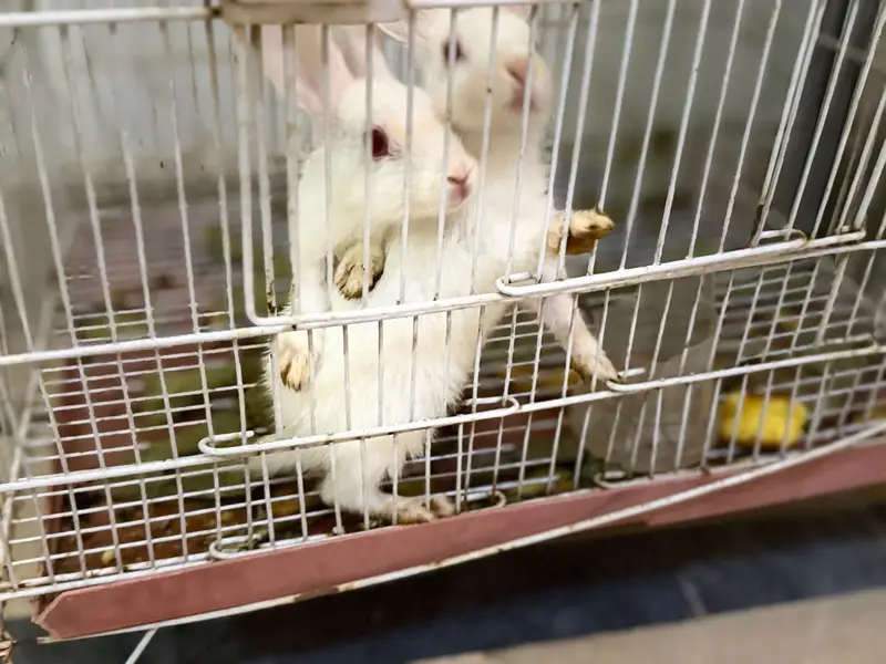 White baby rabbits with large cage