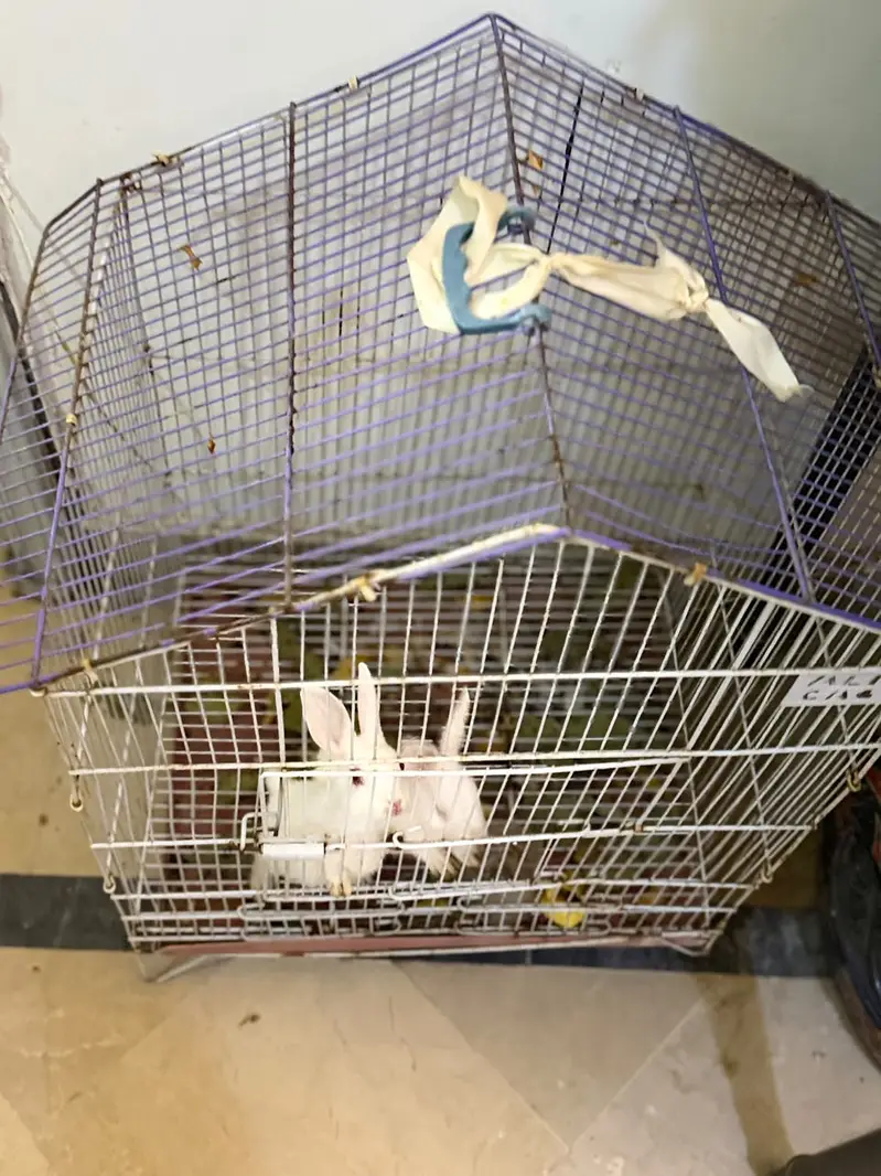 White baby rabbits with large cage — photo 2