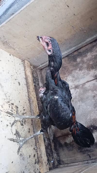 males for sale