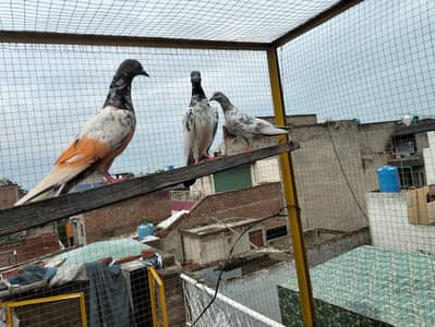 4 pigeons