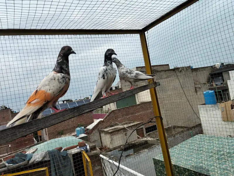 4 pigeons — photo 2