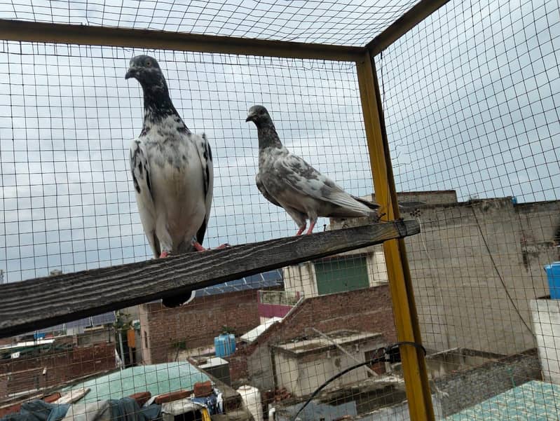 4 pigeons 2