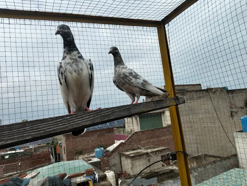 4 pigeons — photo 3