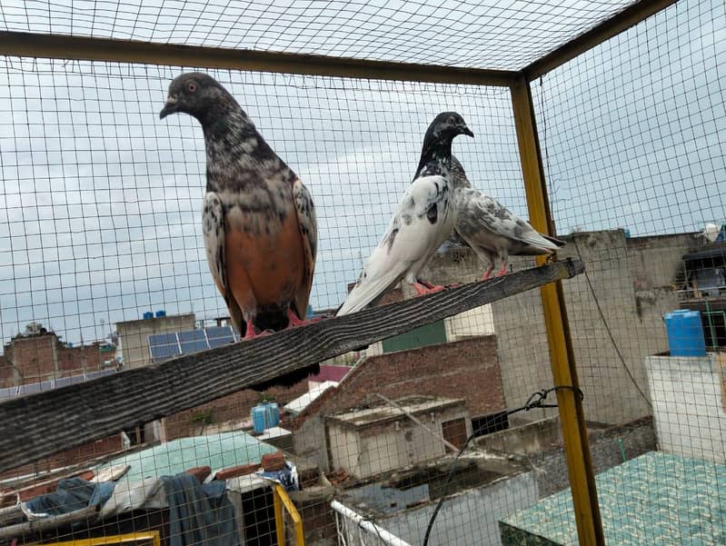 4 pigeons 3