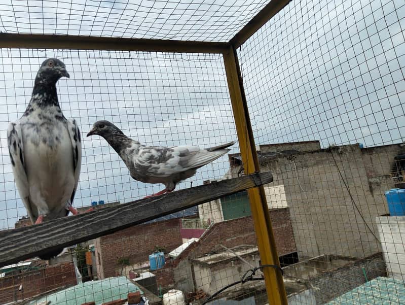4 pigeons 4