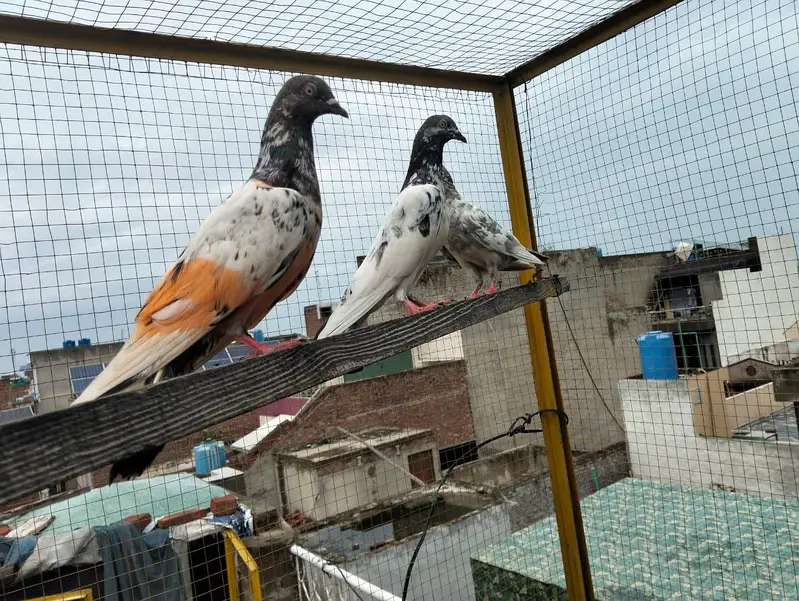 4 pigeons — photo 6