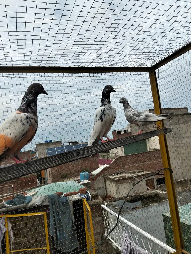 4 pigeons — photo 7