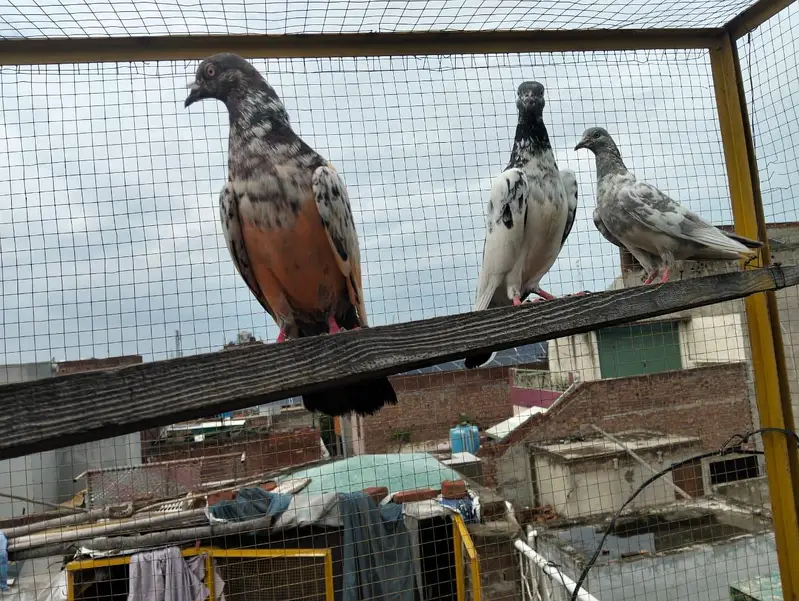 4 pigeons — photo 8
