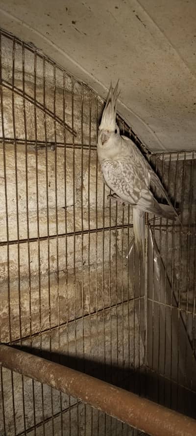 pearl cocktail with gray male