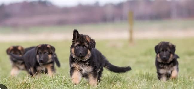 German Shepherd Black Mask Long Coat Puppies _GSD puppy