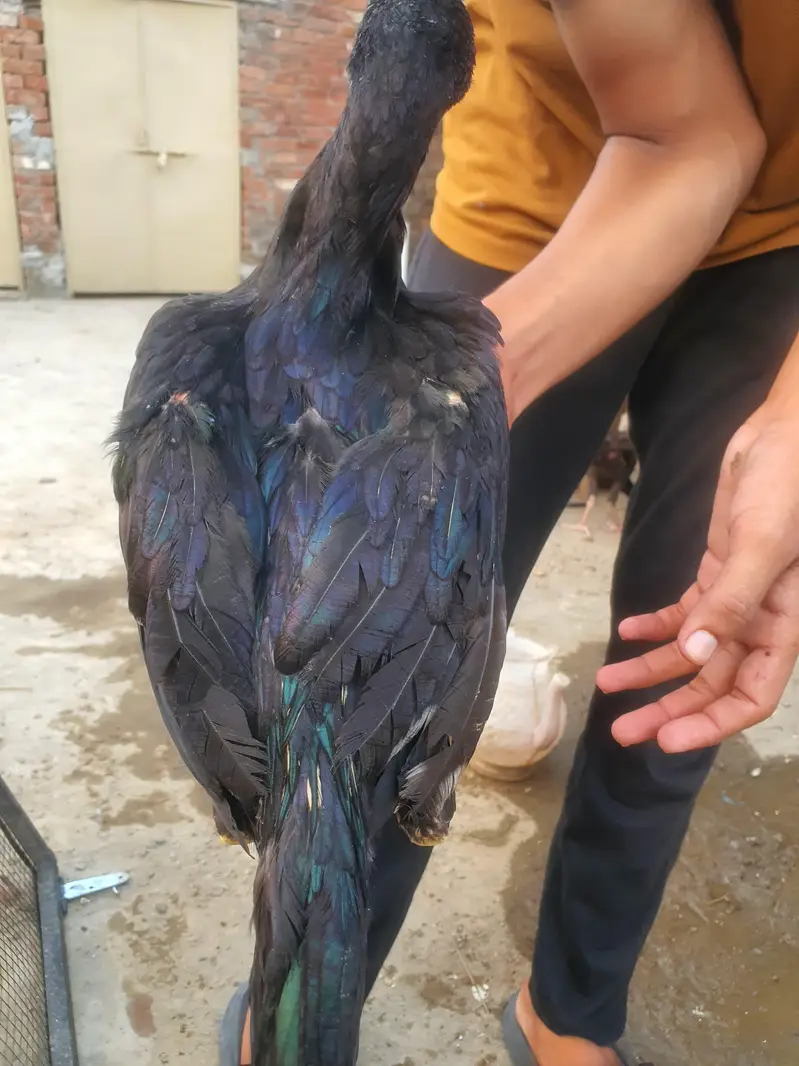 Aseel Patha high quality 3 male — photo 6