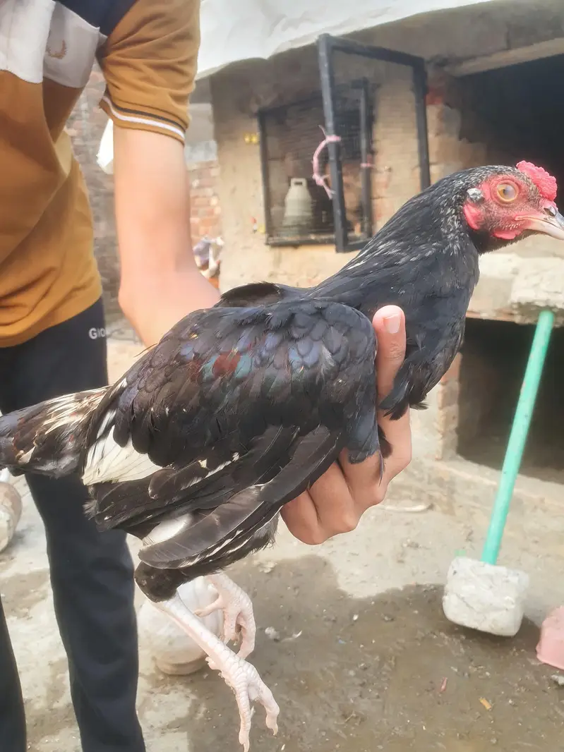 Aseel Patha high quality 3 male — photo 9