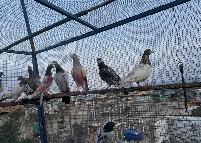 Cheny lakhy mix — photo 10