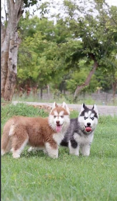 siberian Husky Woolly Coat Quality Puppies - quality husky puppy
