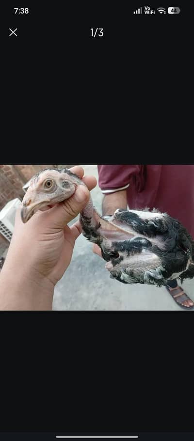 Pure aseel murga sehat mand or home breed