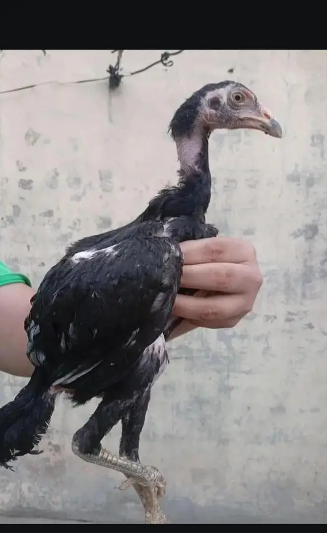 Pure aseel murga sehat mand or home breed — photo 2
