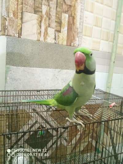Raw Parrot family pet friendly hand tam toking