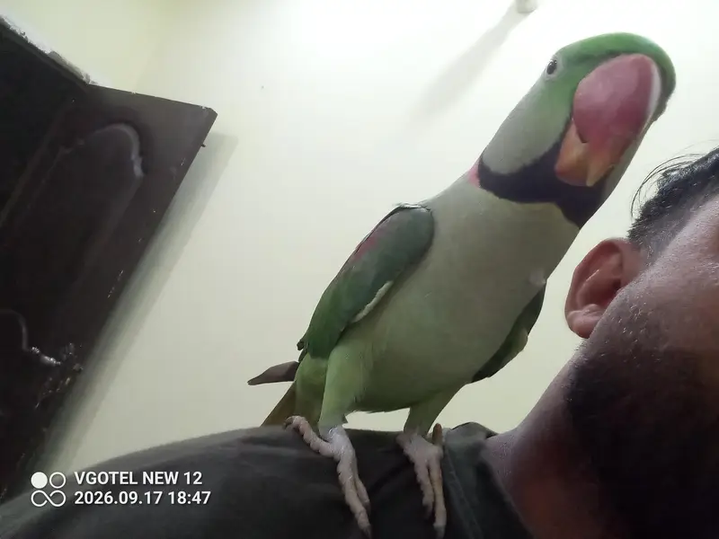 Raw Parrot family pet friendly hand tam toking — photo 2