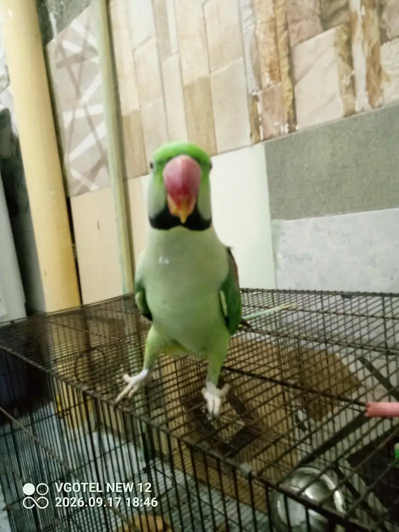 Raw Parrot family pet friendly hand tam toking — photo 3