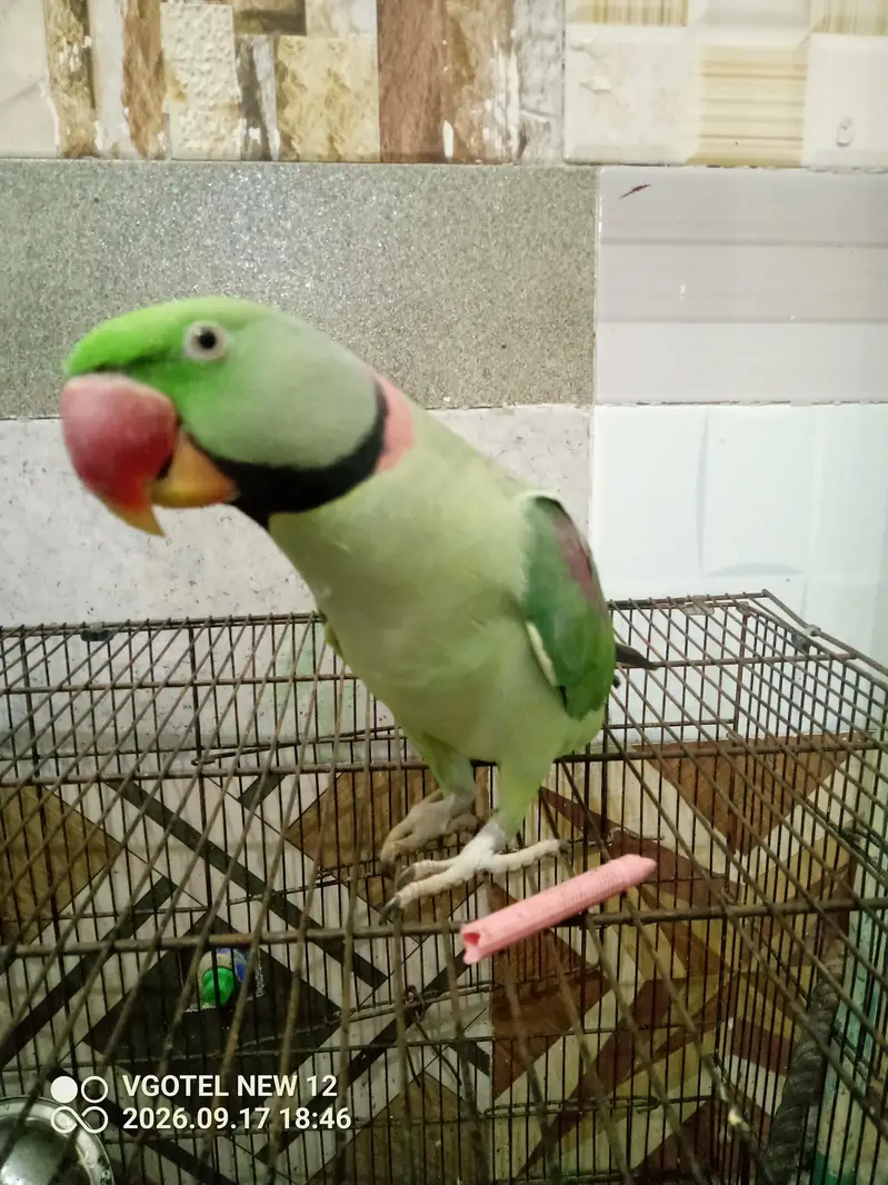 Raw Parrot family pet friendly hand tam toking — photo 4
