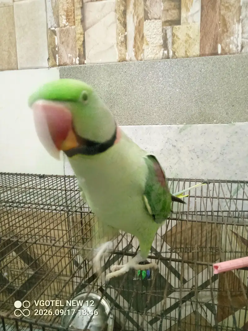 Raw Parrot family pet friendly hand tam toking — photo 5