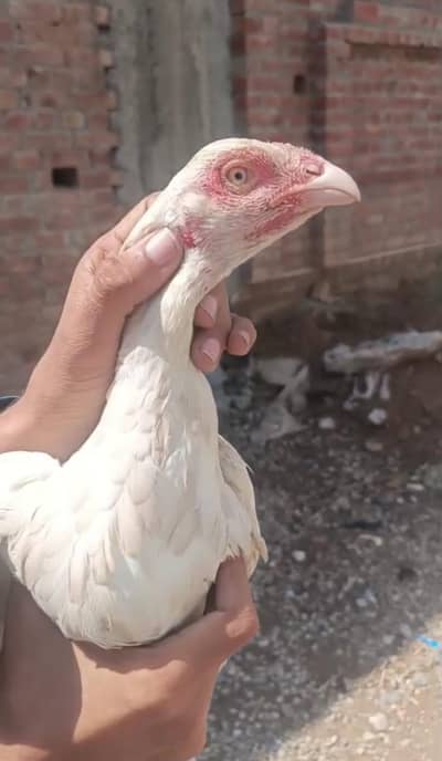 Heera Aseel high quality madi for sale