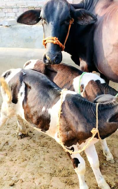 Cow for sale sath 2 female bachriyan heen