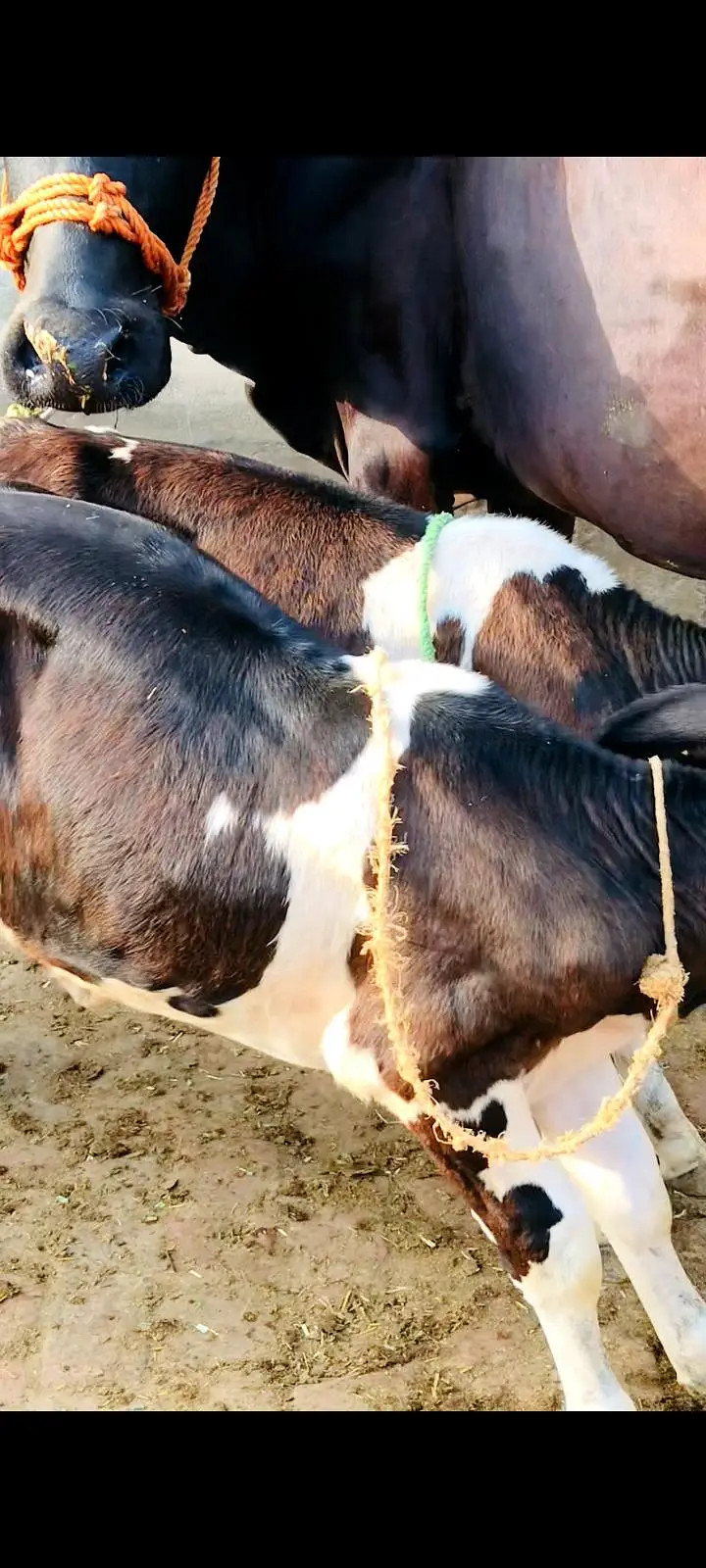 Cow for sale sath 2 female bachriyan heen — photo 2