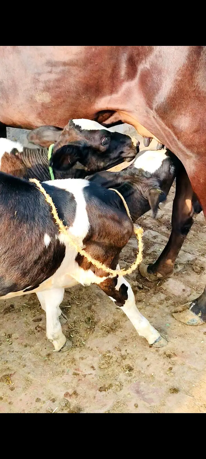 Cow for sale sath 2 female bachriyan heen — photo 3
