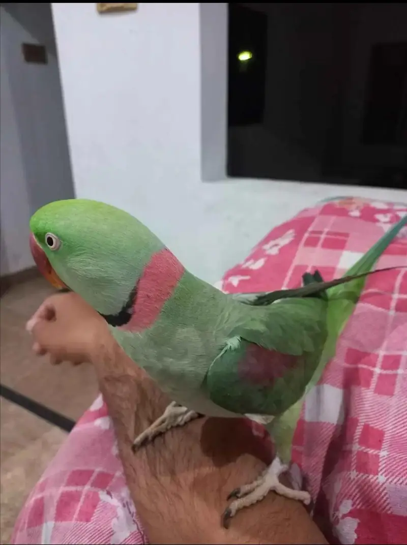 raw parrot male — photo 4