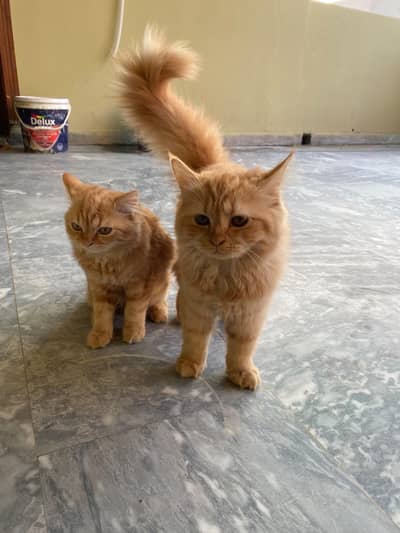 male female Persian cat