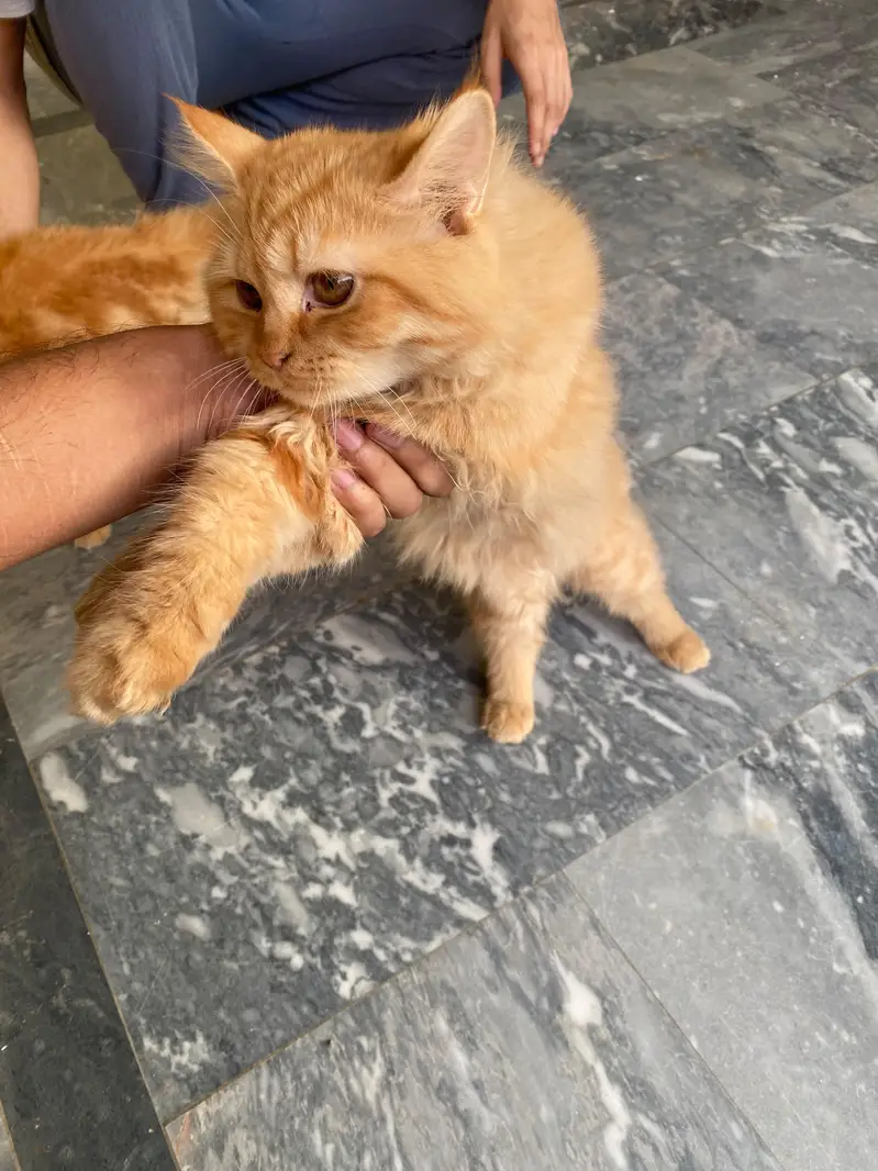 male female Persian cat — photo 2