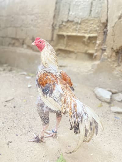 Aseel mianwali