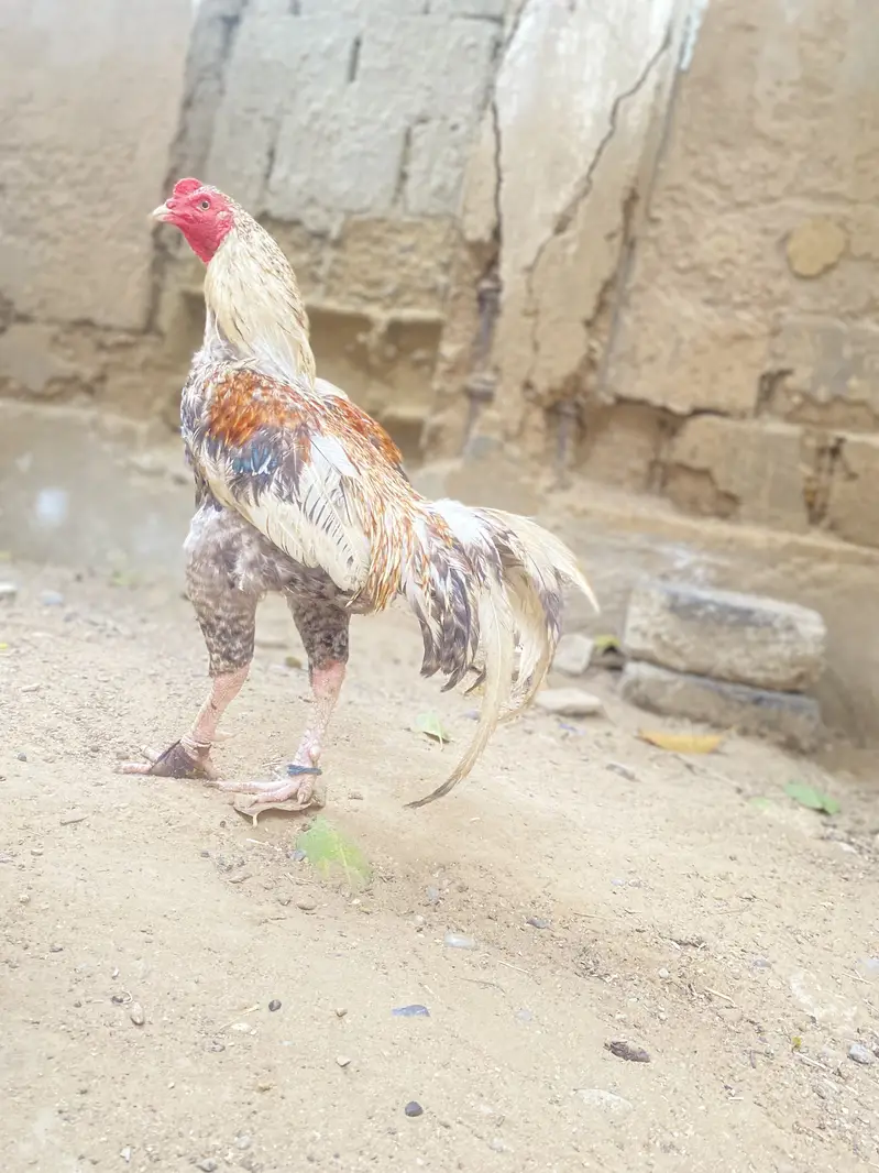 Aseel mianwali — photo 2