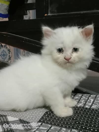 Persian Females Kittens Sale In Okara City