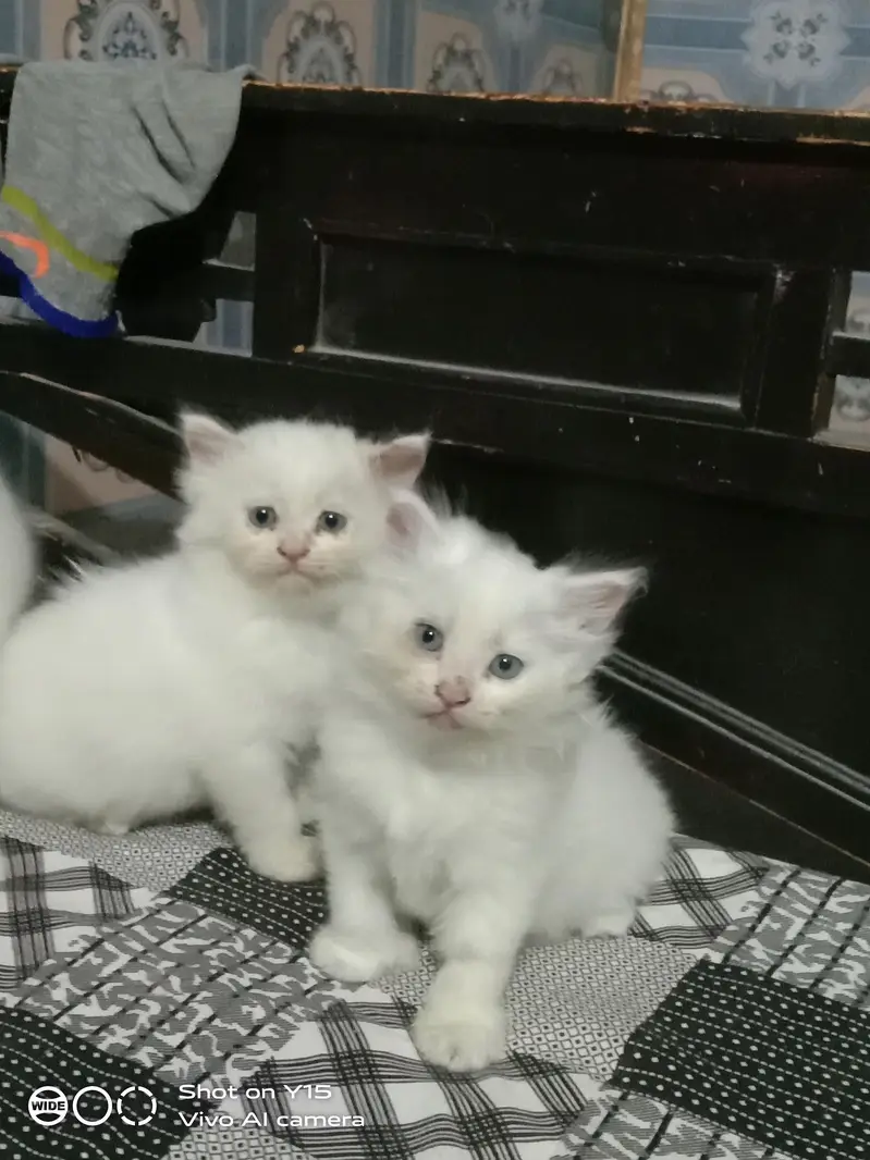Persian Females Kittens Sale In Okara City — photo 2