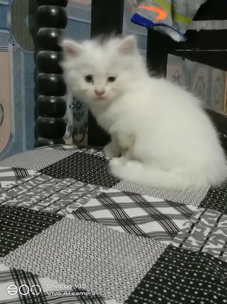 Persian Females Kittens Sale In Okara City — photo 3