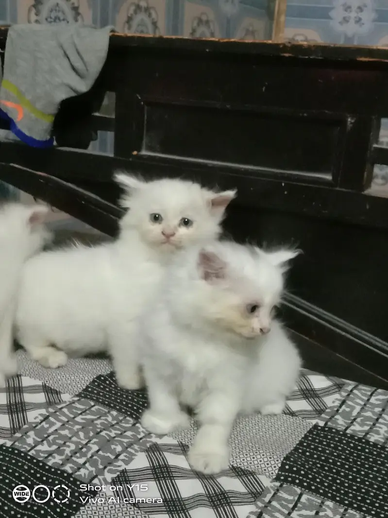 Persian Females Kittens Sale In Okara City — photo 4
