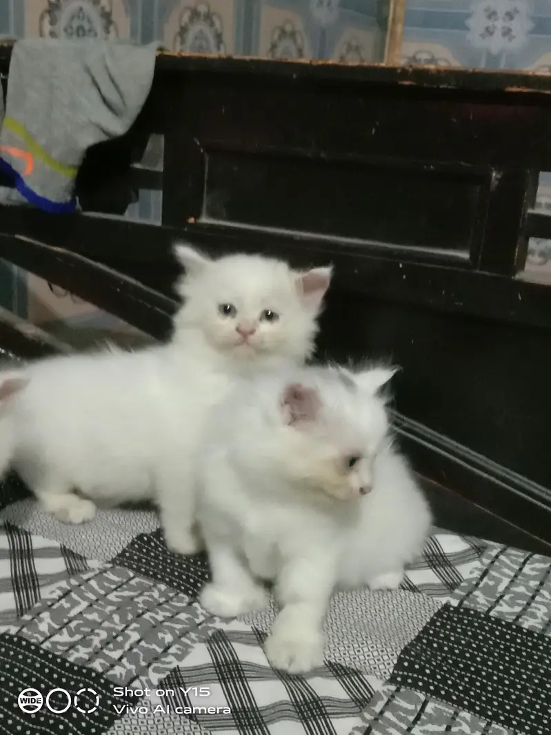 Persian Females Kittens Sale In Okara City — photo 5