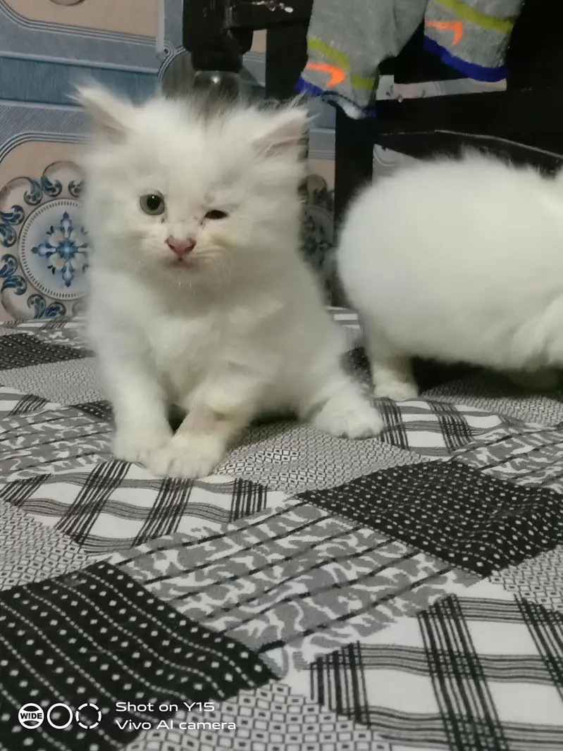 Persian Females Kittens Sale In Okara City — photo 6
