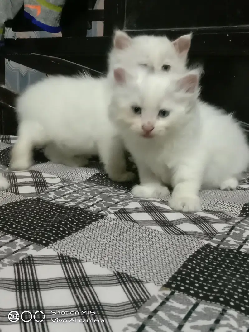Persian Females Kittens Sale In Okara City — photo 7