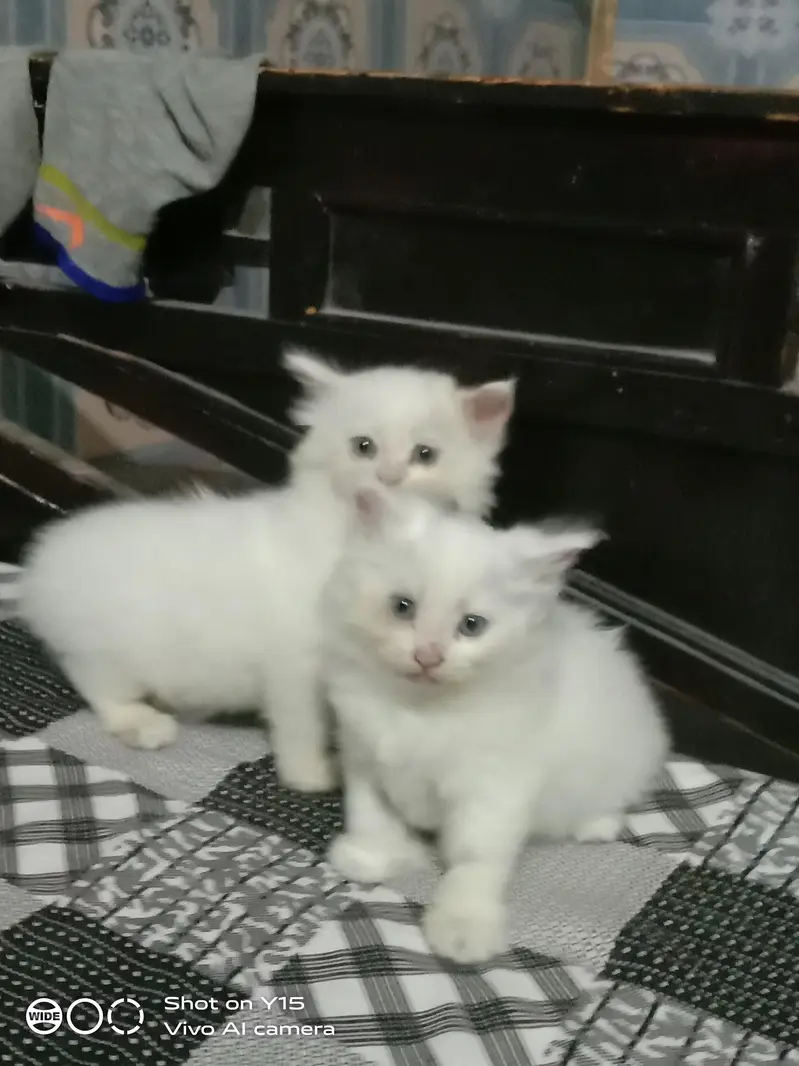 Persian Females Kittens Sale In Okara City — photo 8
