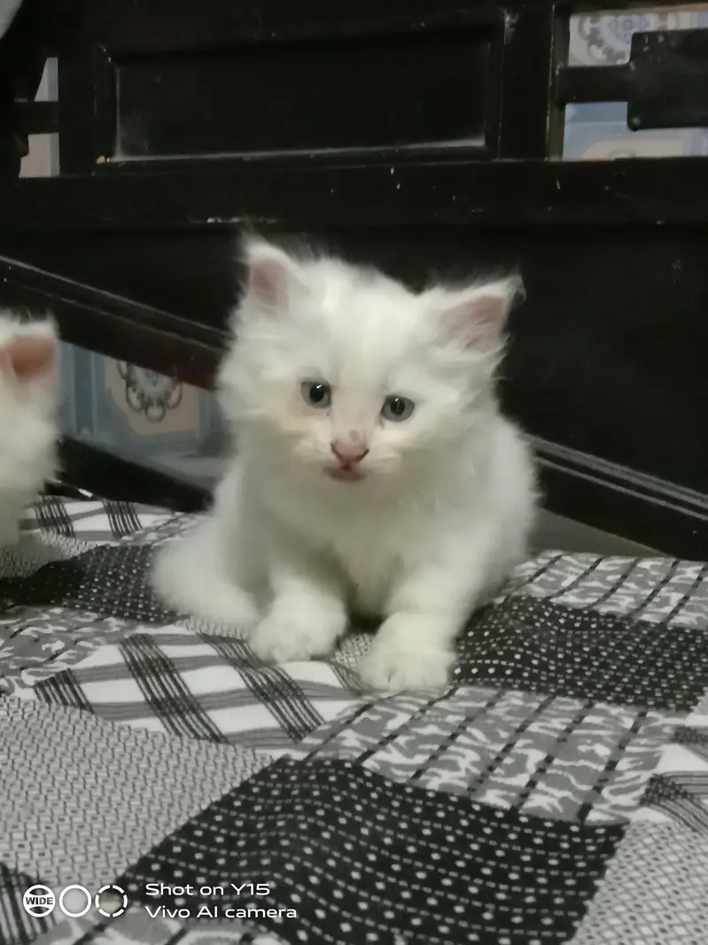 Persian Females Kittens Sale In Okara City — photo 9