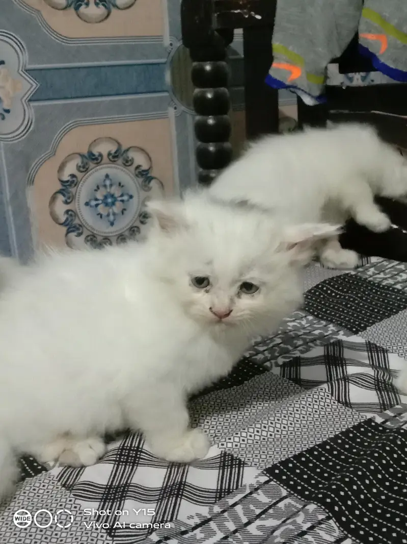 Persian Females Kittens Sale In Okara City — photo 10